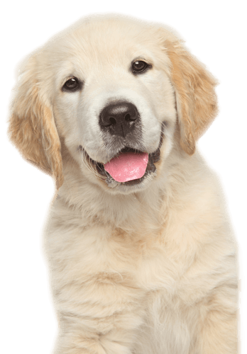 Golden Retriever Dog