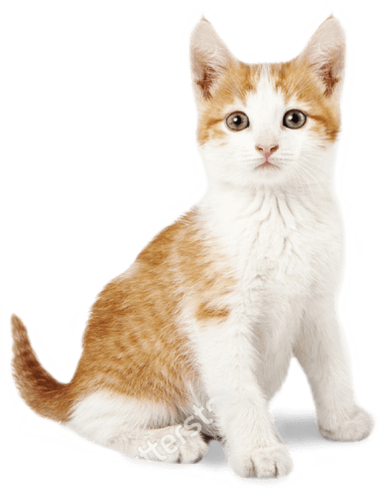 Orang and White Cat