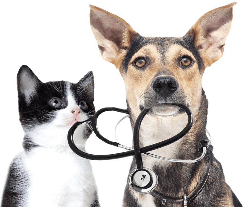 Dog and Cat Stethoscope