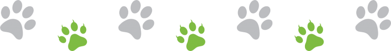 Paw Pattern Paw Pattern