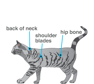 Cat Syringe Testing Site