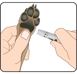 Dog Paw Lancing Device Testing Site