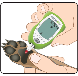 Dog Paw Testing Site