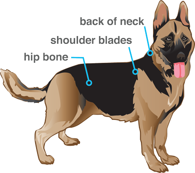 Dog Syringe Testing Site