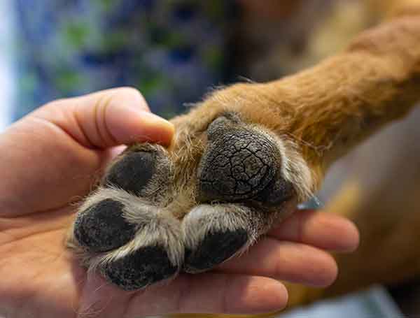 Dog Paw Testing Site