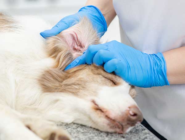 Dog Ear Testing Site